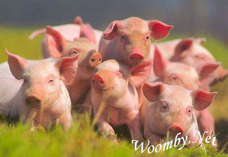Сельскохозяйственная продукция высшего сорта: польза свиного мяса, особенности выращивания свиней